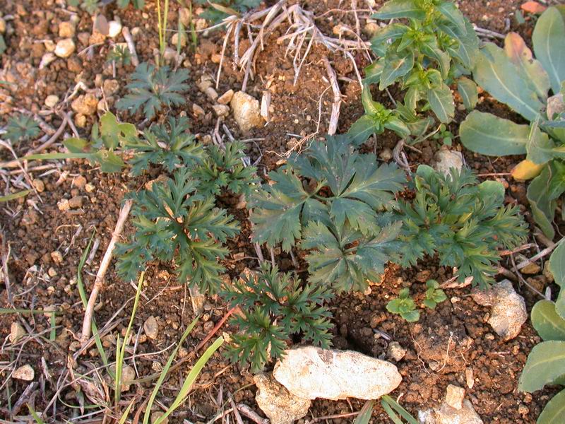 Anemone coronaria /  Anemone dei fiorai